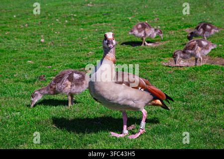 Ein erwachsener Nilgans steht hoch und selbstbewusst auf einer hellgrünen Wiese an einem sonnigen Tag. Dieser schöne Wildvogel dreht seinen Kopf, um direkt zu schauen Stockfoto