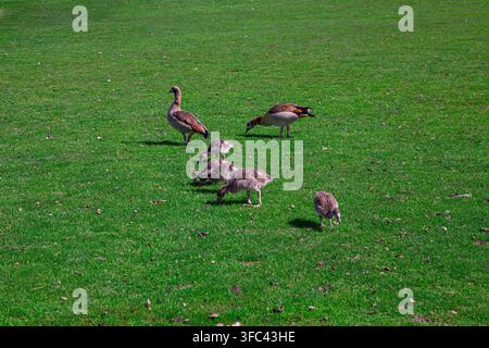 Zwei erwachsene Nilgänse bewachen ihre Familie auf einem hellgrünen Rasen an einem sonnigen Tag. Dieses schöne Vogelpaar zeigt ein markantes dunkles Gefieder Stockfoto