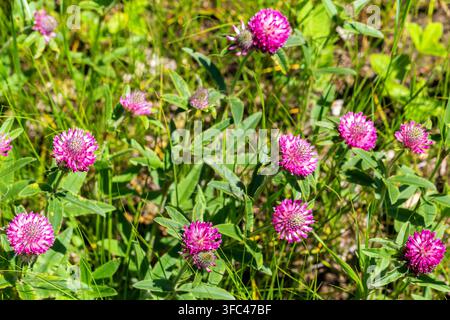 Gomphrena globosa, allgemein bekannt als Kugelmohn, Jungfernschopf, Makhmali und Vadamalli-Blumen, Nahaufnahme Stockfoto