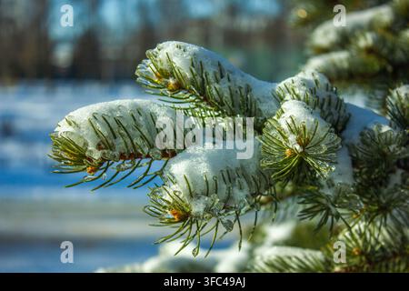 Schneebedeckter immergrüner Tannenzweig mit frischen Nadeln und schmelzenden Eiskristallen im Wintersonnenlicht, Nahaufnahme-Naturhintergrund, der kaltes Wetter symbolisiert Stockfoto