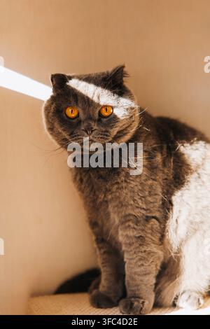 Graue Britische Shorthair-Katze mit hellen bernsteinfarbenen Augen im Sonnenlicht Stockfoto