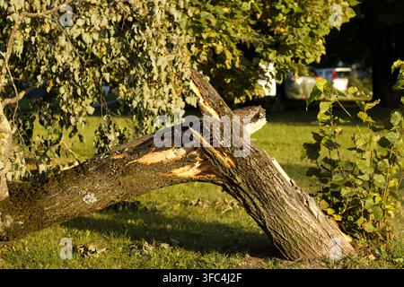 Brotener Baumstamm nach dem Sturm, Nahaufnahme Stockfoto