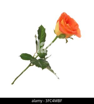 Eine wunderschöne orangefarbene Rose isoliert auf Weiß Stockfoto