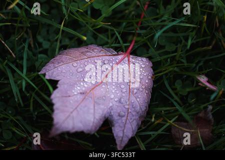 Rosa-lila Ahornblatt mit Wassertropfen auf grünem Gras und Klee, Herbst-Natur-Makro nach dem Regen Stockfoto