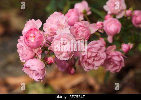 Polyantha-Rosenzweig mit kleinen doppelten rosa Blüten und Knospen, grünes Laub, Herbstblatt-Hintergrund, Gartenblumenfotografie Stockfoto