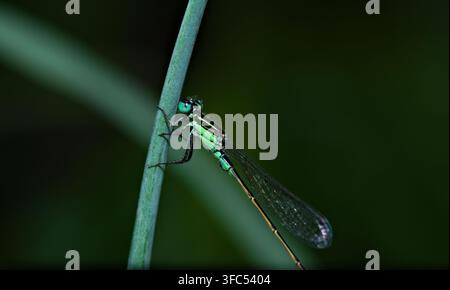 Makro-Nahaufnahme einer lebhaft grünen Libelle, die auf einem schlanken Pflanzenstiel vor einem dunkelgrünen Hintergrund sitzt Stockfoto