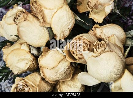 Ein Strauß verwelkter Rosen, der den Tod symbolisiert. Stockfoto