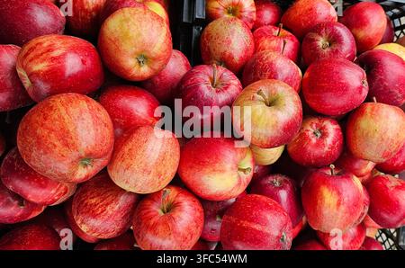Nahaufnahme von frischen roten und gelben Äpfeln, die in einer Marktbox gestapelt sind und natürliche Farben, Texturen, Stiele und verschiedene Apfelsorten zeigen. Stockfoto