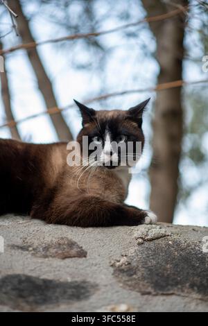 Eine auffällige Hauskatze der Rasse Snowshoe mit deutlichen dunklen Punkten und hellblauen Augen entspannt sich auf einer Steinmauer mit einem verschwommenen Naturhintergrund. Stockfoto