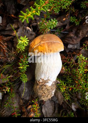 Boletus-Pilz mit goldener Kappe und dickem Stiel steht zwischen dichten grünen Büschen. Nahaufnahme betont die Textur und Farbe des Pilzes. natürlicher Wald Stockfoto