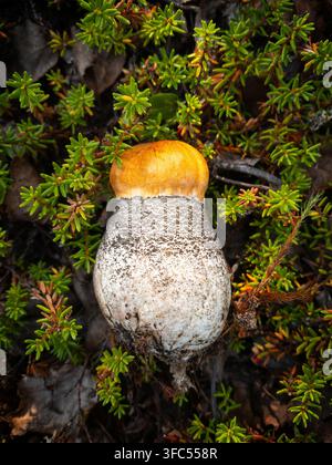 Boletus-Pilz mit goldener Kappe und dickem Stiel steht zwischen dichten grünen Büschen. Nahaufnahme betont die Textur und Farbe des Pilzes. natürlicher Wald Stockfoto