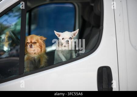 Ein flauschiger brauner langhaariger Chihuahua und ein kleiner weißer kurzhaariger Chihuahua blicken durch das offene Fenster eines weißen Lieferwagens. Stockfoto