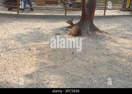 Ein geflecktes Rehflecken suchte Schutz unter einem Baum. Stockfoto