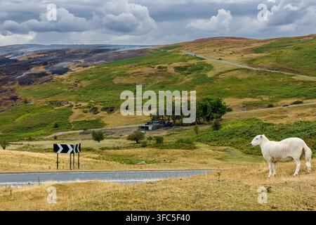 Schaf steht auf trockenem Gras neben einer ländlichen Straße auf den Llangynidr Moors, Wales, mit Rauch von Waldbränden und einem geschwärzten verbrannten Hügel im Brecon Beacons im Hintergrund Stockfoto