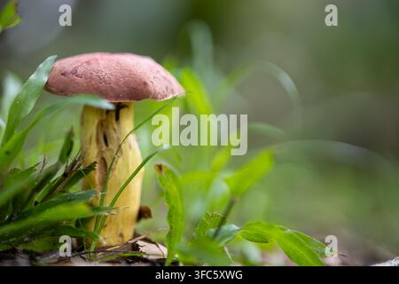 Ein einzelner Pilz, der in der Wildnis wächst, umgeben von grünem Gras und Pflanzen Stockfoto
