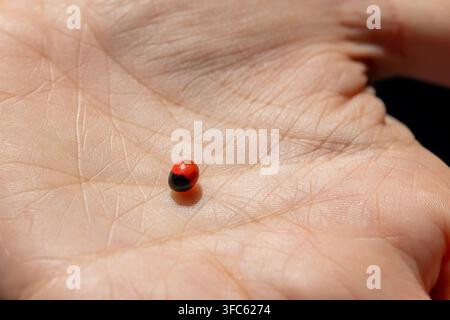 Nahaufnahme eines roten Marienkäfers, der auf einer menschlichen Hand ruht. Der Marienkäfer ist scharf im Fokus vor einem unscharfen Hintergrund. Stockfoto