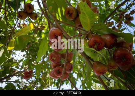 Eine Niedrigwinkelaufnahme von reifen roten Wasseräpfeln (Syzygium samarangense), die in Büscheln von den Baumästen gegen helles Sonnenlicht und dichtes grünes Laub hängen Stockfoto