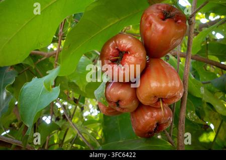 Eine Niedrigwinkelaufnahme von reifen roten Wasseräpfeln (Syzygium samarangense), die in Büscheln von den Baumästen gegen helles Sonnenlicht und dichtes grünes Laub hängen Stockfoto