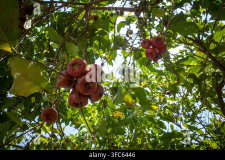 Eine Niedrigwinkelaufnahme von reifen roten Wasseräpfeln (Syzygium samarangense), die in Büscheln von den Baumästen gegen helles Sonnenlicht und dichtes grünes Laub hängen Stockfoto