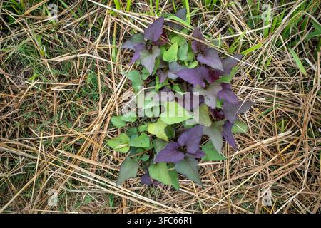 Eine Ansicht von oben auf junge Süßkartoffelpflanzen (Ipomoea batatas) mit lebhaften violetten und grünen herzförmigen Blättern, die aus trockenem Strohmulch wachsen Stockfoto