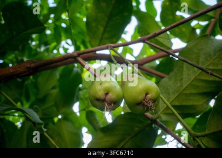 Eine Nahaufnahme, eine niedrig gewachsene Aufnahme von jungen grünen und hellroten Wasseräpfeln (Syzygium samarangense), die an einem Ast wachsen, umgeben von lebendigem grünem Laub Stockfoto