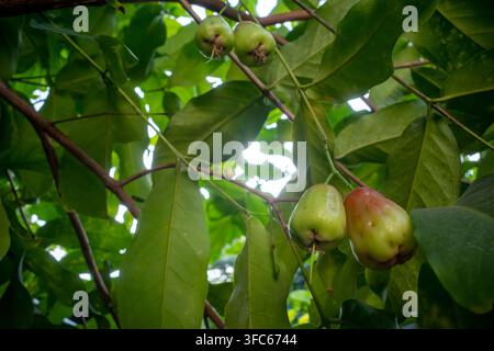 Eine Nahaufnahme, eine niedrig gewachsene Aufnahme von jungen grünen und hellroten Wasseräpfeln (Syzygium samarangense), die an einem Ast wachsen, umgeben von lebendigem grünem Laub Stockfoto