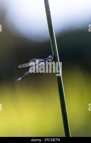 Makroaufnahme einer zarten blauen Azurjungfer, die sich im weichen Tageslicht an einen dünnen Pflanzenstiel klammert. Stockfoto