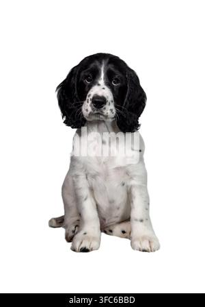 Ein entzückender weißer Welpe mit schwarzem Kopf auf weißem Hintergrund blickt den Fotografen an. Jagdhunderasse. Stockfoto