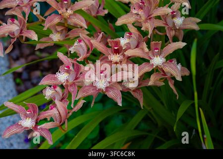 Cymbidium-Orchidee (auch allgemein bekannt als Bootsorchidee) Stockfoto