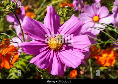 Nahaufnahme einer Hummel auf einer rosa Kosmosblüte in Roberts Creek, BC, Kanada Stockfoto
