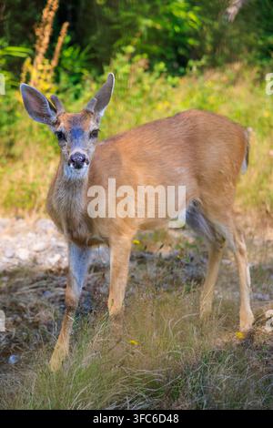 Junger männlicher kolumbianischer Schwarzschwanz-Hirsch in Gibsons, BC, Kanada. Stockfoto