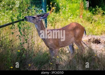 Junger männlicher kolumbianischer Schwarzschwanz-Hirsch frisst Blätter in Gibsons, BC, Kanada. Stockfoto