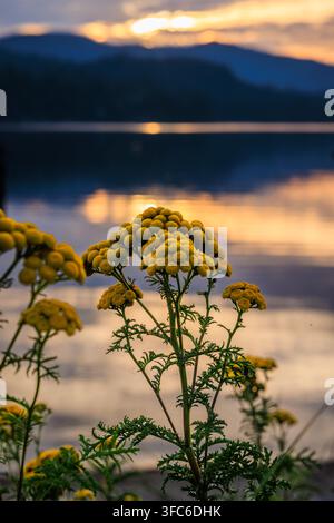 Sonnenuntergang mit Gewöhnlichen Rainfarnblüten an der Küste des Sechelt Inlet in British Columbia, Kanada, mit Bergen, die das Wasser überblicken. Stockfoto