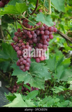 Reife rote Traubenbeeren hängen an der Rebe zwischen grünen Traubenblättern in einer üppigen Weinbergkulisse Stockfoto