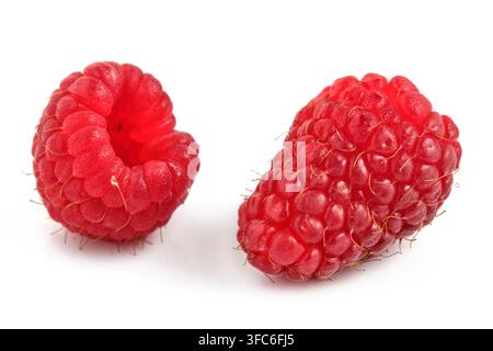 Zwei frische reife rote Himbeeren isoliert auf weißem Hintergrund, Nahaufnahme, Makroaufnahme von Studiofrüchten Stockfoto