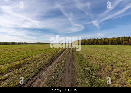 Schotterstraße durch das grüne Feld bis zum Horizont. Landwirtschaftliche Landschaft mit klarem blauem Himmel. Panoramabild mit Landstraße. Stockfoto