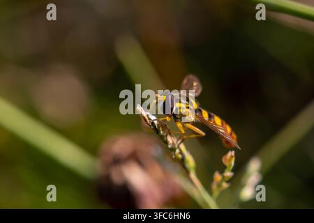 Sphaerophoria scripta Schwebfliege, die auf einem Wildgrasstängel in einem Feld in Zentralrussland sitzt. Familie Syrphidae. Juli 2024 Stockfoto