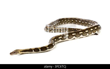 Netzpython vor weißem Hintergrund Stockfoto