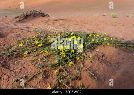 Gelbe Blüten wachsen kräftig über die trockenen roten Sanddünen von Sossusvlei und symbolisieren Leben, Widerstandsfähigkeit und Anpassungsfähigkeit in der rauen Wüstenumgebung Stockfoto