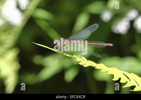 Große rote Azurjungfer (Pyrrhosoma nymphula) auf einem Blatt an einem Teich in einem Garten, blickt in Richtung Kamera, dunkler Hintergrund, Wilnsdorf, Nordrhein-Westfalen Stockfoto