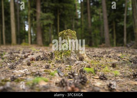 Baumstumpf im Wald umgeben von Kiefernzapfen, Simmelhuette, Bad Wildbad. Deutschland Stockfoto