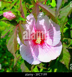 Rosa hartnäckiger Hibiskus (Rosenmalven-Typ) mit karmesinroter Mitte im Botanischen Garten, Budapest, Ungarn. Stockfoto