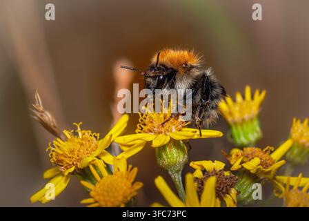 Biene auf gelber Löwenzahnblüte Stockfoto