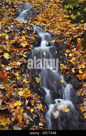 Schöner Herbsthintergrund. Bach mit verschwommen fließendem Wasser und farbenfrohen Blättern. Konzept für die Natur in der Herbstzeit Stockfoto