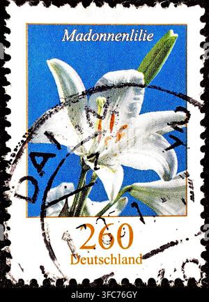 Deutsche Briefmarke von 2006 zeigt Lilium candidum, Madonna-Lilie, Blumenthema, definitive Serie Blumen, 260 Cent Stockfoto