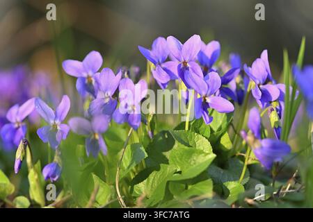 Eine schöne kleine lila Frühlingsblume – das duftende Veilchen (Viola odorata). Frühling in der Natur. (Viola odorata) Stockfoto