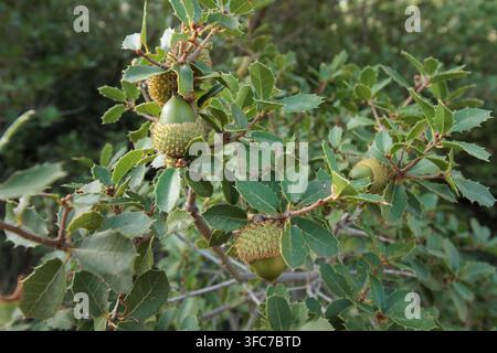 Grüne Kermes-Eichen-Eicheln, die am Ast wachsen, Quercus coccifera, Alcoy, Spanien Stockfoto
