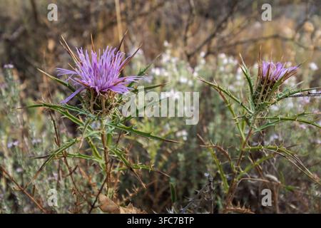 Sternlaster-Blüte auf dem Feld, Alcoy, Spanien Stockfoto