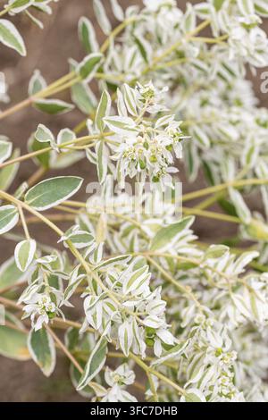 Blumen Und Samen Der Wunderschönen Euphorbia Marginata, Auch Bekannt Als Snow-On-The-Mountain Stockfoto