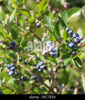 Reife Blaubeeren, die an einem Ast mit grünen Blättern wachsen, gesunde Bio-Früchte, die im Sommer an einem Strauch reifen Stockfoto